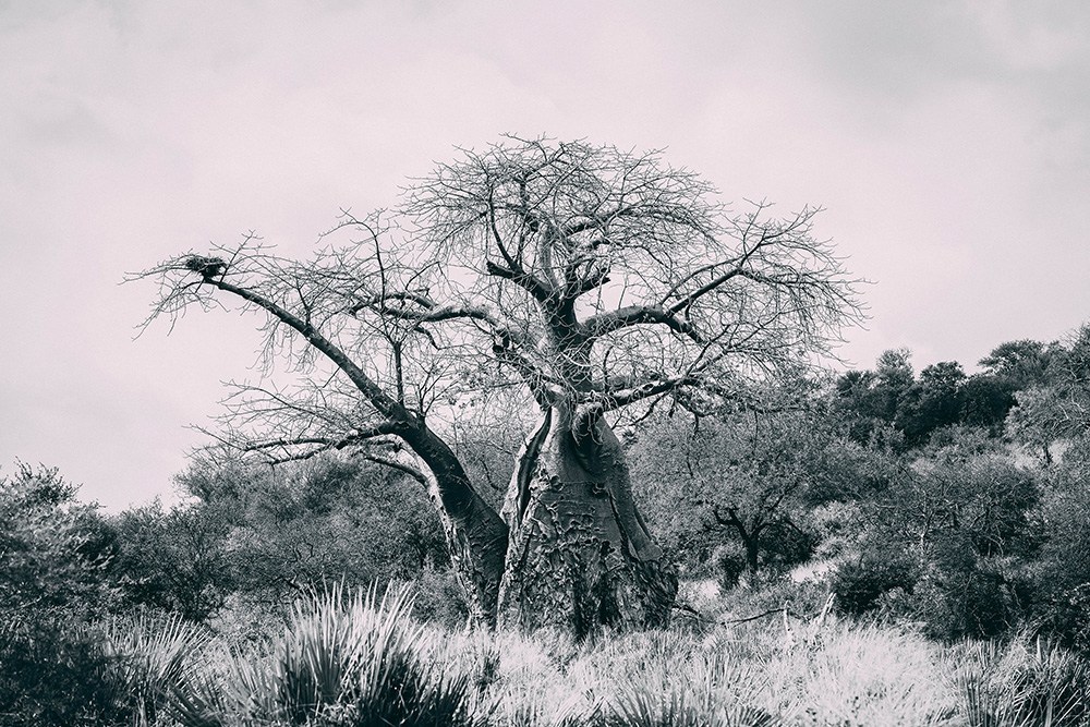 Makuleke-Kruger-National-Park-EcoTraining-007